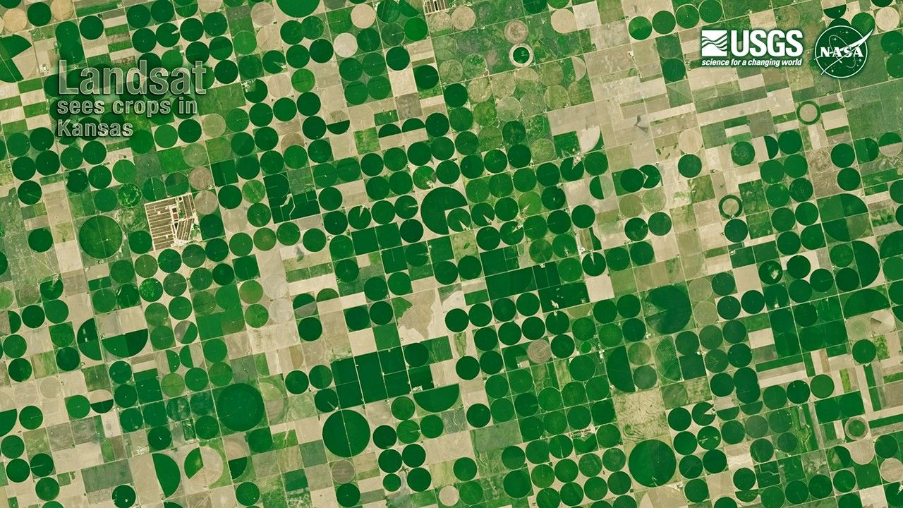 Circular center-pivot irrigation fields in Kansas, photographed by Landsat. NASA/USGS